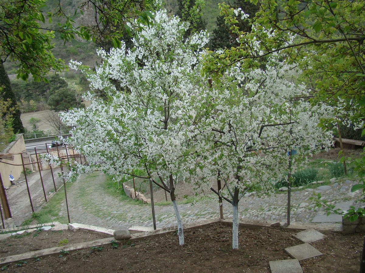 Guest House Ucha Mtsʼkhetʼa 외부 사진
